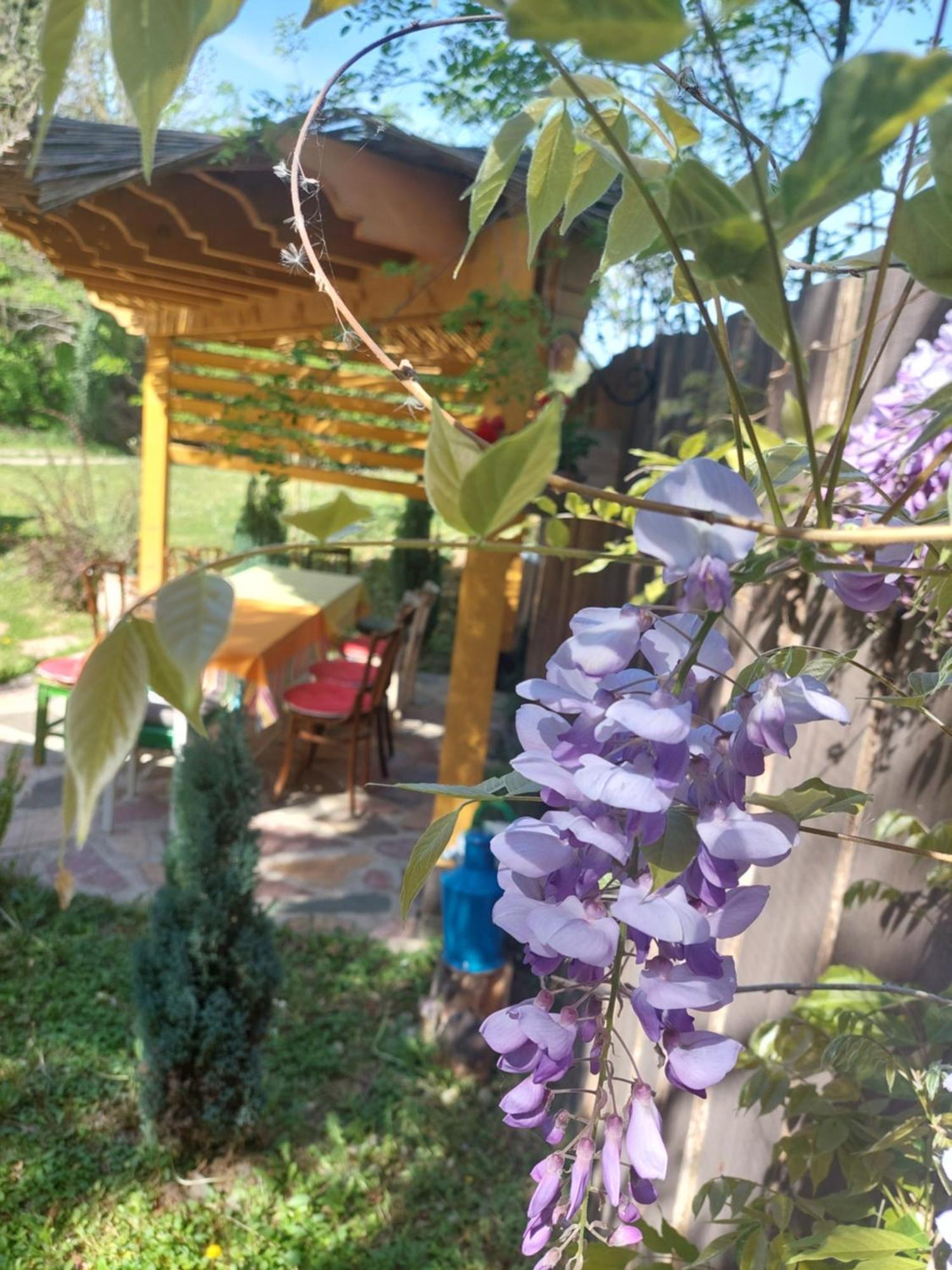 Brvnara Kraj Dunava Zelena Oaza Banostor Exterior foto